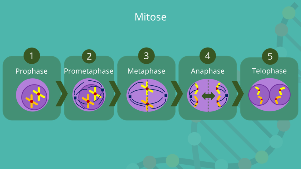 Prophase, Prometaphase, Metaphase, Anaphase, Telophase, Mitose Phasen, Mito...