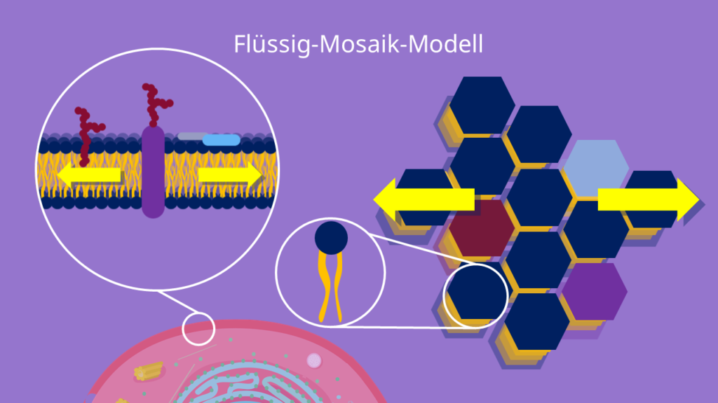 Flüssig Mosaik Modell • Definiton, Aufbau und Einflussfaktoren · [mit Video]