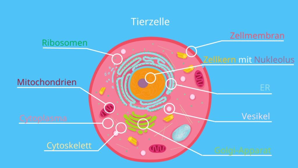Zelle Biologie Aufbau Definition Und Typen Mit Video