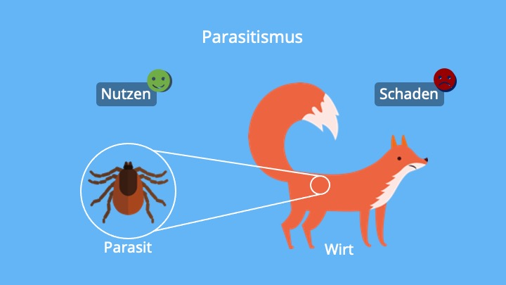 Parasitismus_Wp.jpg