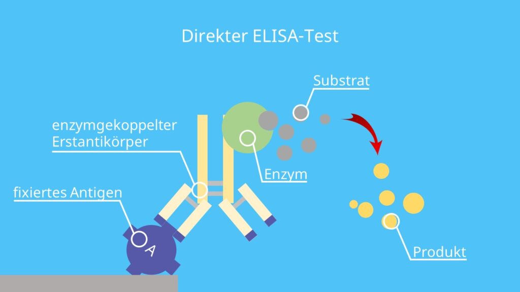 ELISA-Test • einfach erklärt und Methode · [mit Video]
